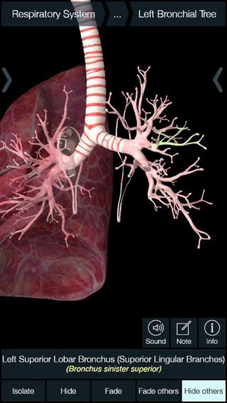 Essential Anatomy 5